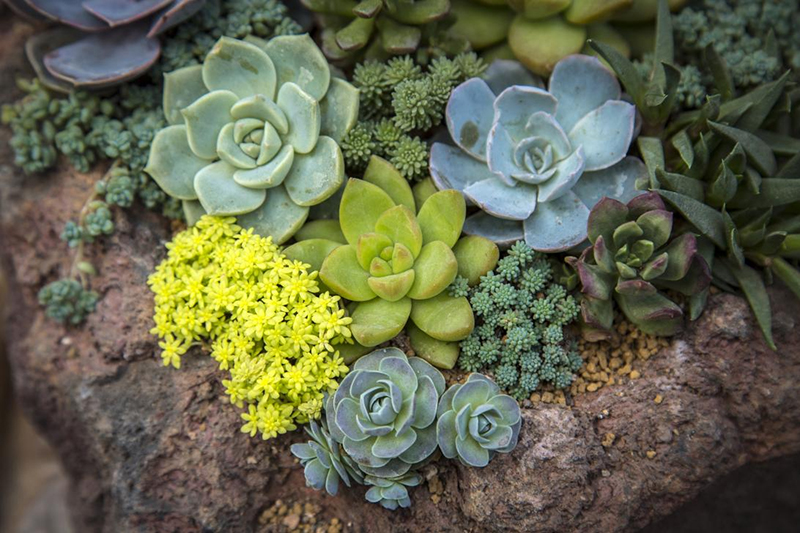 植物生長(zhǎng)燈